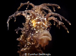 Hippocampus guttulatus
Speckled Seahorse
Reggae style by Cumhur Gedikoglu 